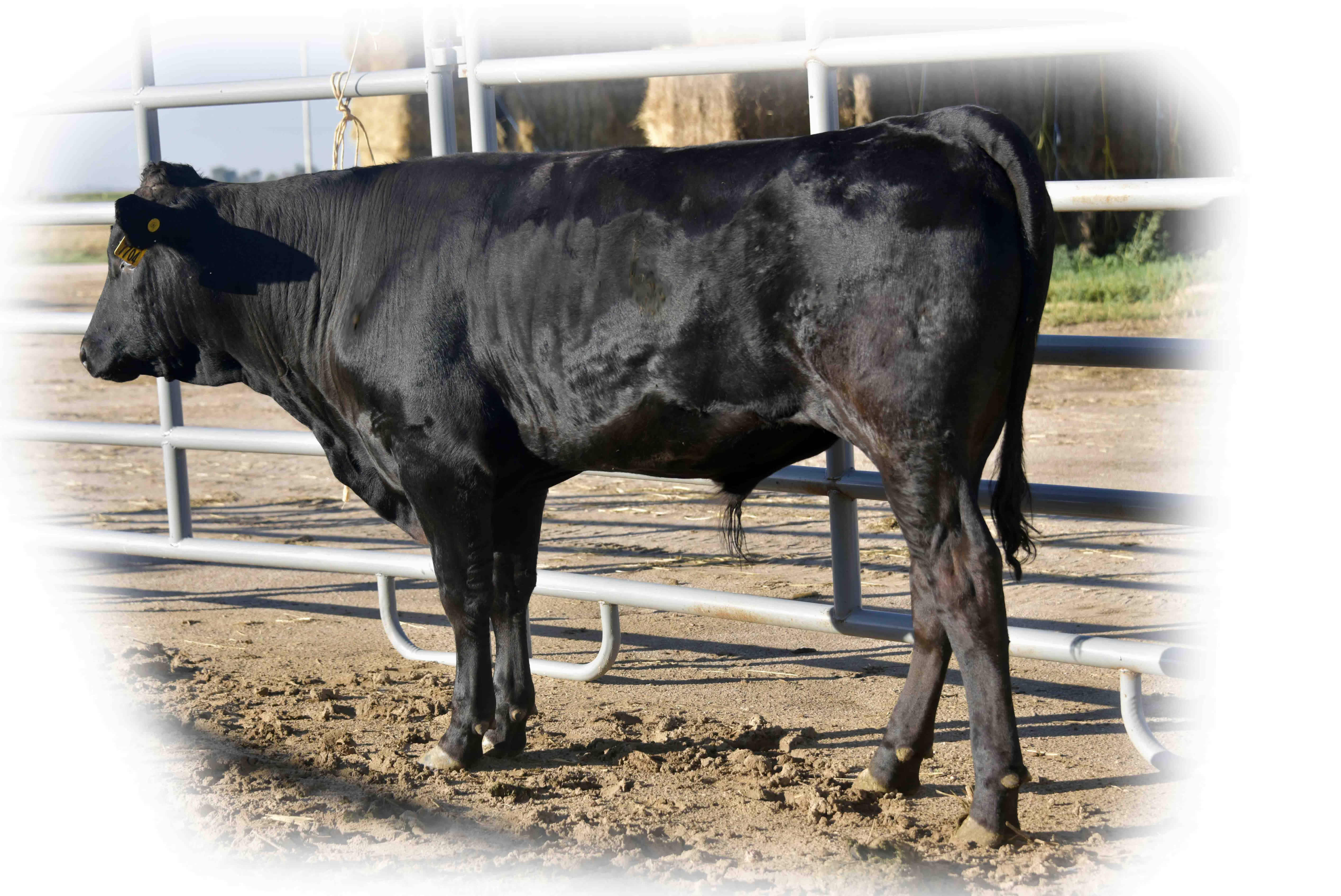 Shogun 7704 - Flying A Wagyu 100% Full Blood Black Wagyu Shogun as a yearling